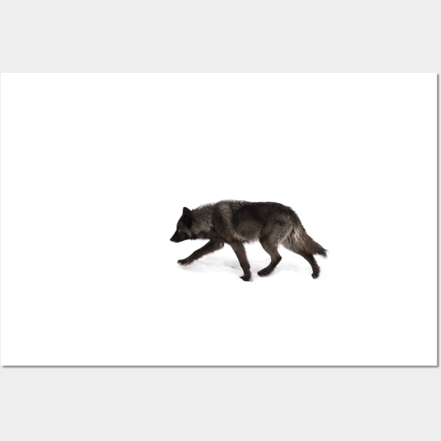 Black Wolf in winter Wall Art by Jim Cumming